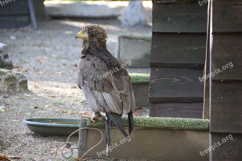 Raptor Bird Beak Free Photos