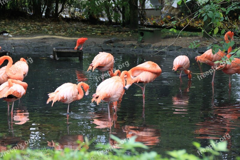 Flament Pink Bird Park Pen Free Photos