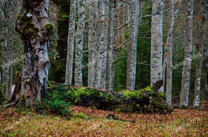 Birch Forest Mysticism Mystical Birch Forest