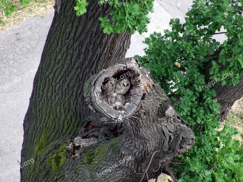 Owl Bird Nature Birds Galánta