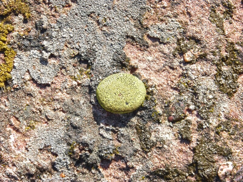 Lichens Lichen Rock Boulder Free Photos