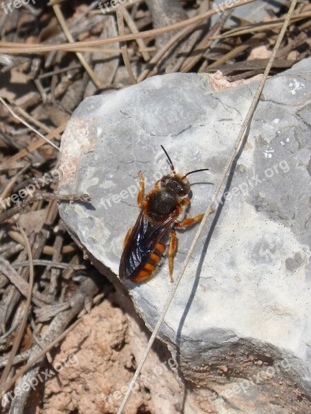 Orange Bee Bee Wasp Rock Free Photos