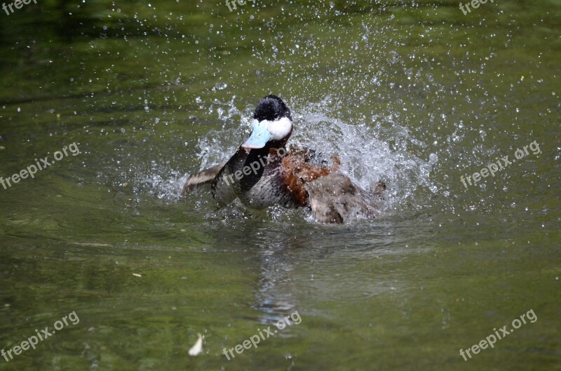 Duck Water Bill Water Bird Nature