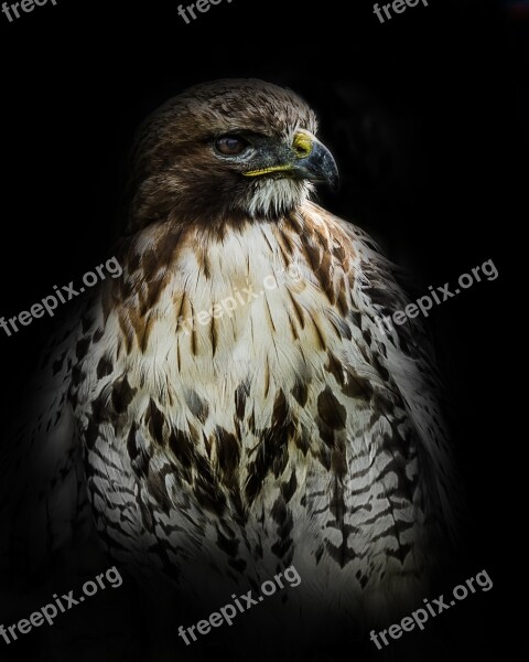 Valk Bird Of Prey Birds Creative Free Photos