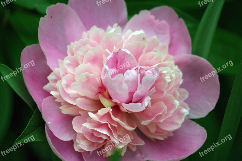 Flower Peony Bloom Spring Summer