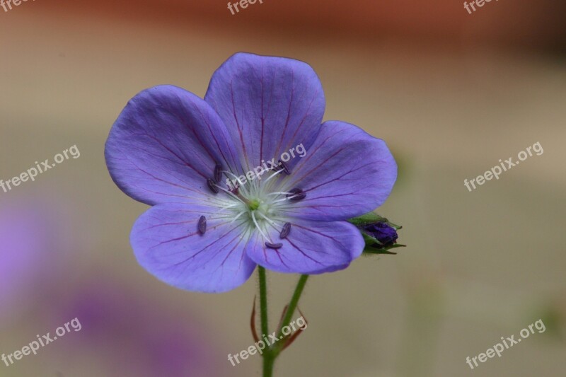 Flower Purple Petals Five Small