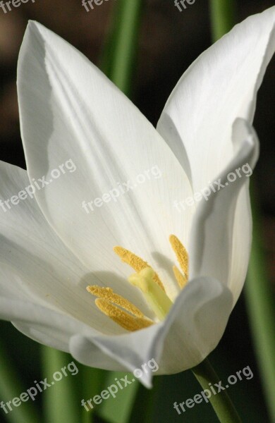 Tulip White Easter Petal Pistil