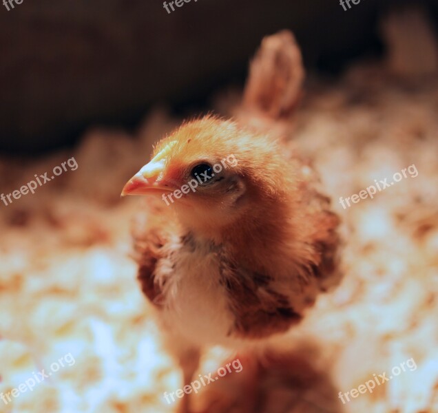 Cherry Egger Easter Feather Chick Heat Lamp