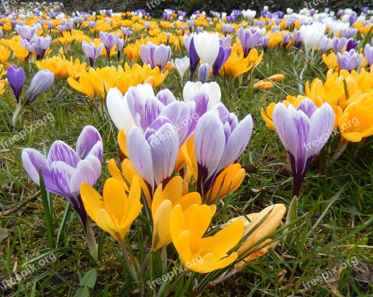 Crocus Crocus Meadow Spring Blossom Bloom