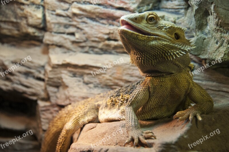 Animal The Lizard Terrariums Fauna Gad