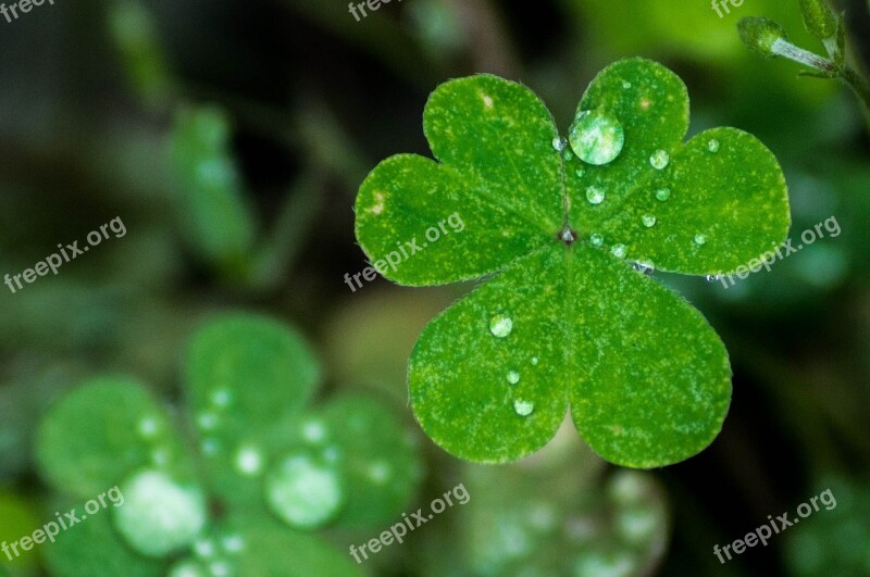 Drops Leaves Water Natura Nature