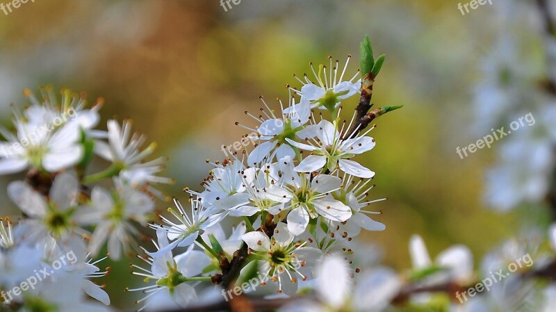 Spring Meadow Sunshine Flowering Tree Free Photos