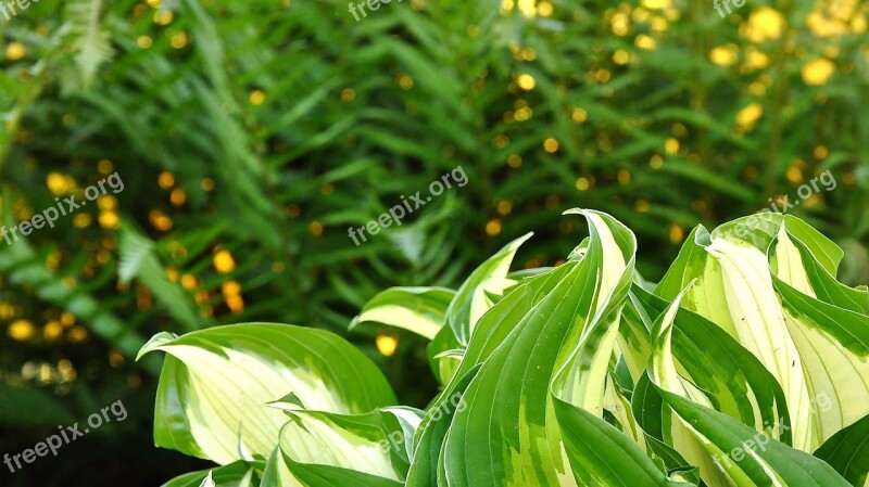 Spring Sunshine Green Flowers Free Photos