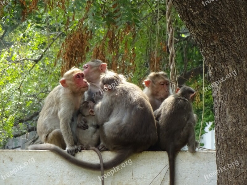 India Tiruvanamalai Ape Free Photos