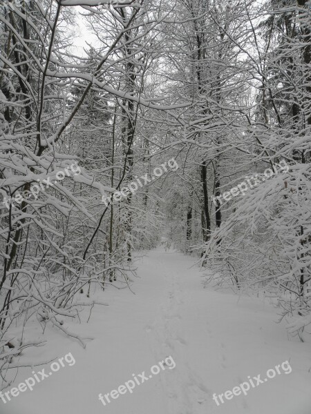 Snow Winter Branches Wintry White