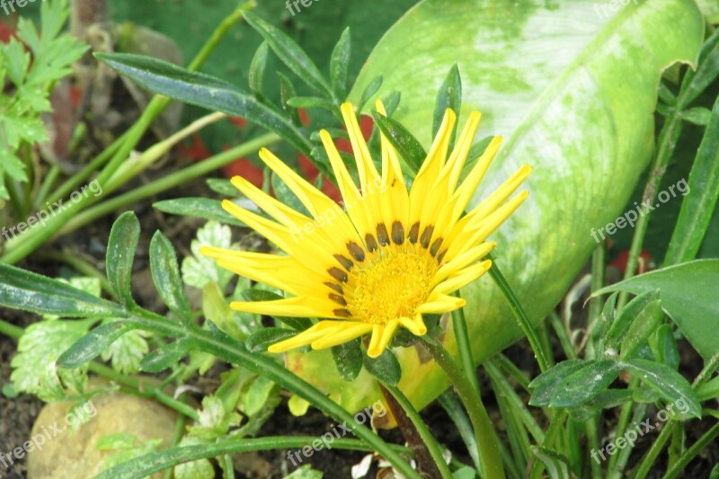 Gazania Colorful Flowers Garden Yellow Free Photos