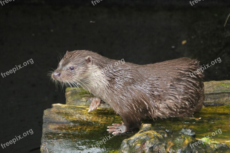 Sea Otter Animal Alpenzoo Innsbruck Austria