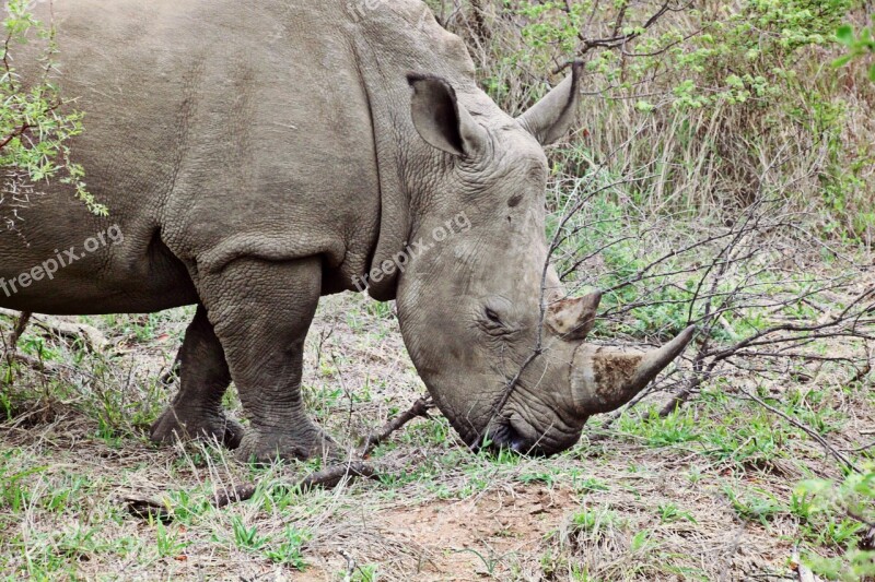 Rhino Animal Wild Animal Africa Big Game