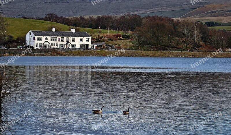 Pub Lake Geese Tree Free Photos