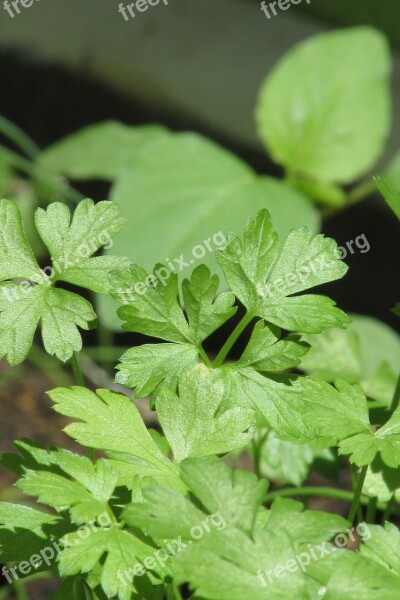 Parsley Seasoning Free Photos