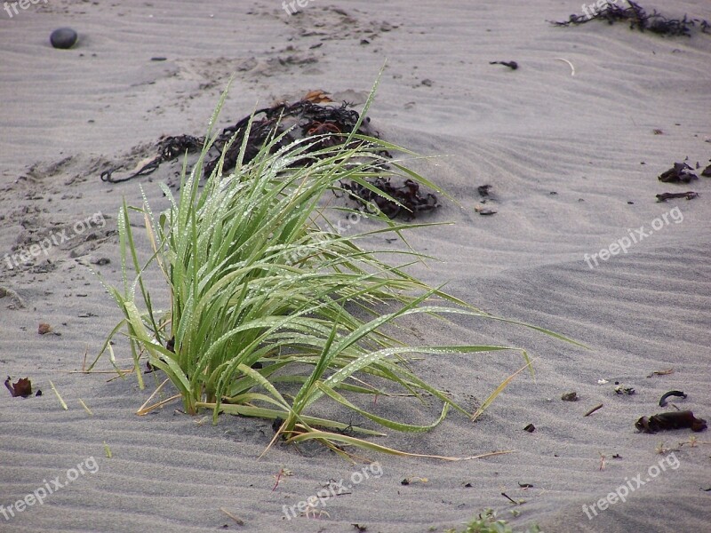 Beach Plant Grasses Rain Bank