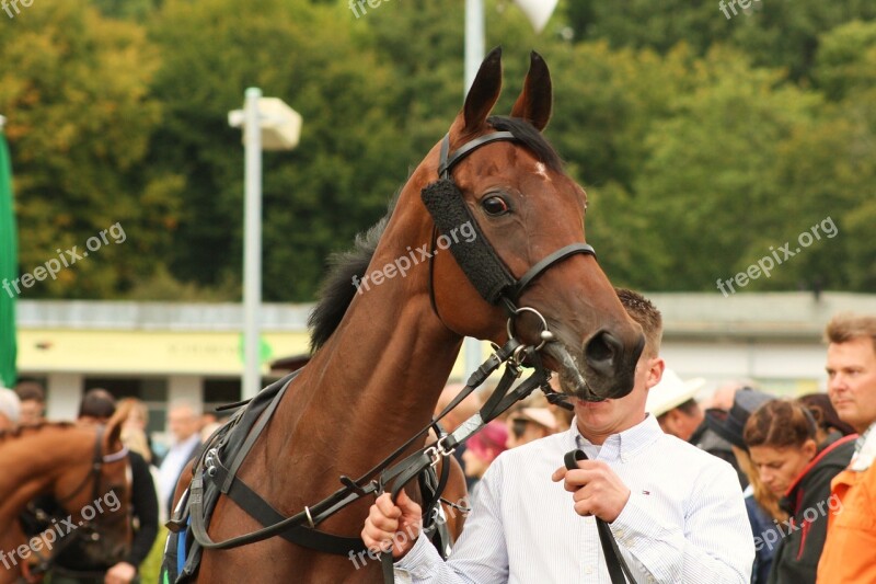 Racehorse Horse Horse Head Saddle Horse Equestrian