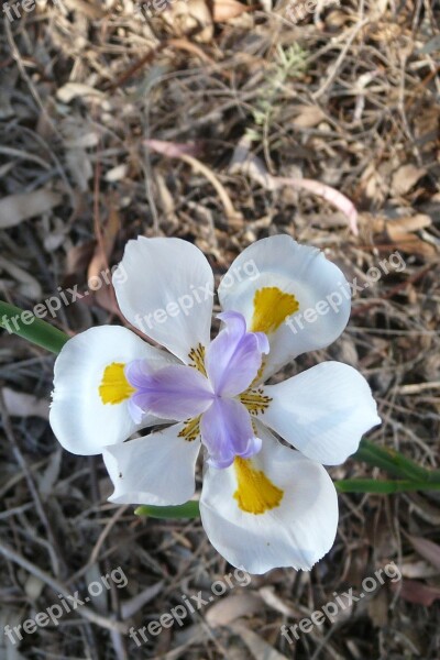 Flower Iris Spring Nature Bloom