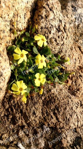 Flowers Nature Chile Winter Contemplation