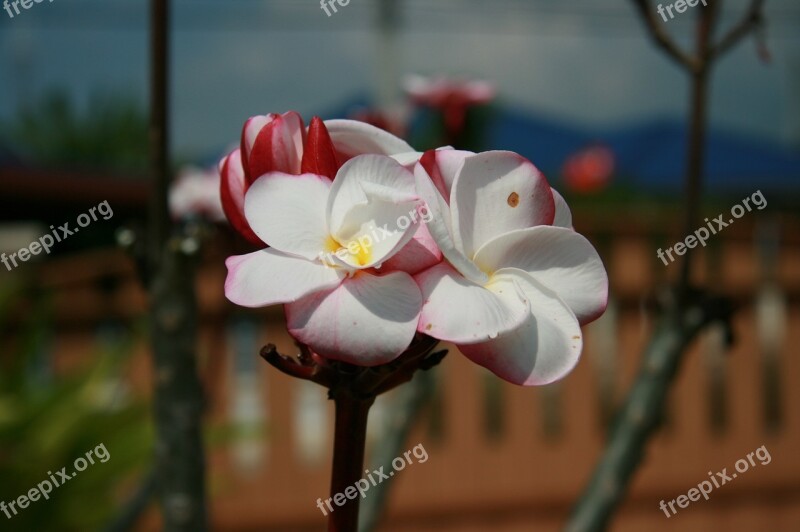 Frangipani Flowers More Information Fragrapanti Free Photos