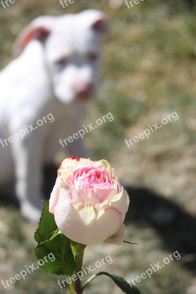 Rose Dog Stafforshire Pitbull Pit Bull