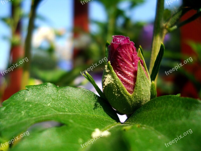 Flower Flowers Plant Light Nature