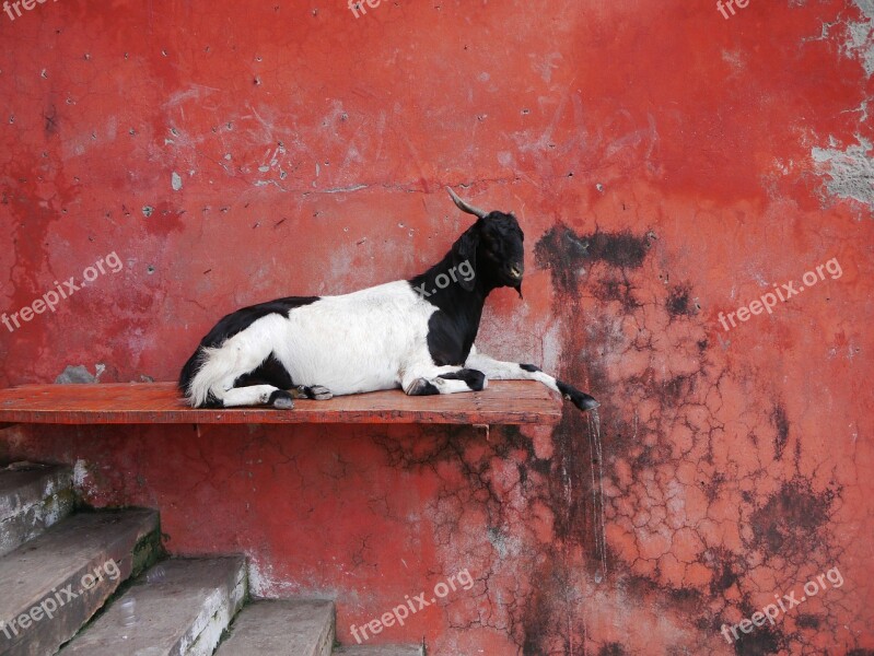 Nanny Wall Red Stairs Free Photos