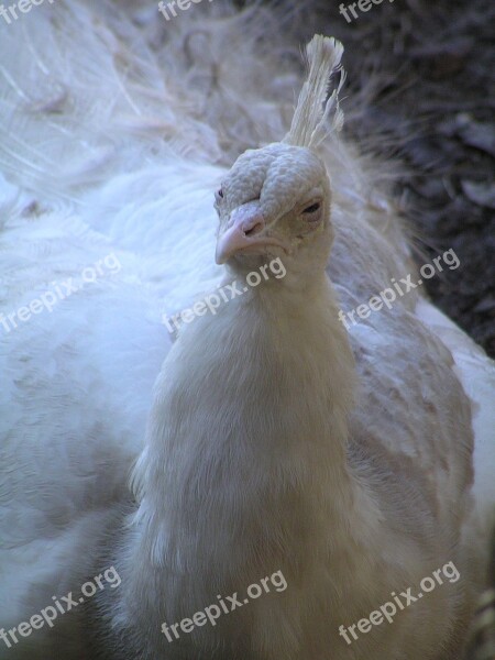 Ugly White Peacock Bird Unattractive