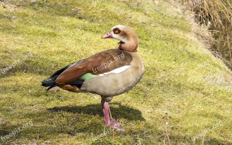 Nilgans Fasanerie Duck Bird Breeding Bird Free Photos