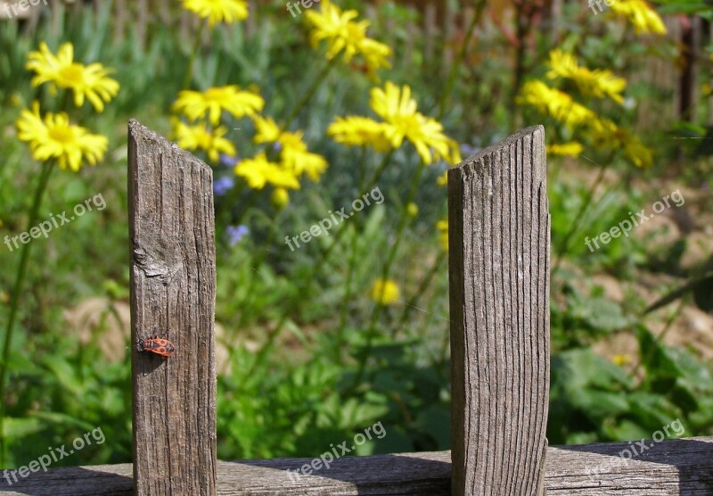 The Fence Garden Insect Flowers The Moat