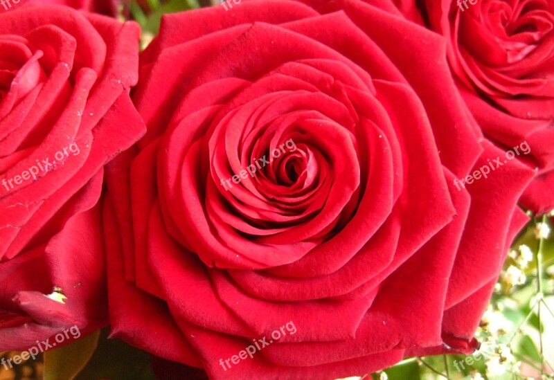 Red Roses Baccarat The Love Flower Flowers Roses