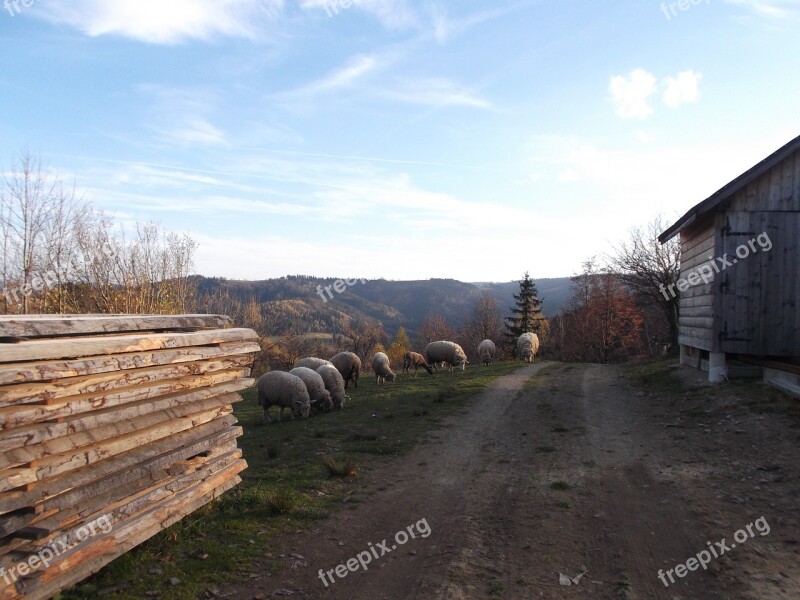 Rams Animals Farm Kennel Herd