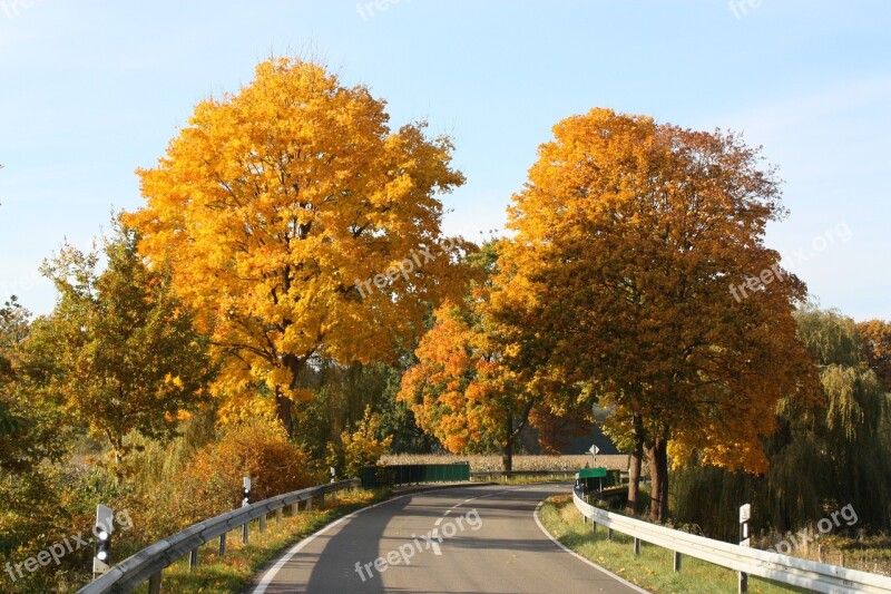 Autumn Golden Autumn Leaves Sun Yellow