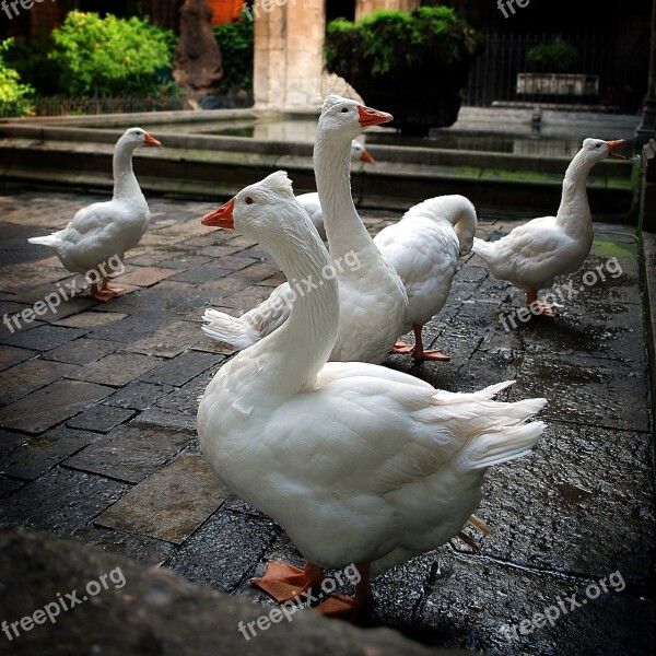 Geese Patio Church Barcelona Free Photos