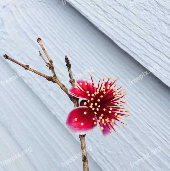 Flower Feijoa Fruit Pink Blossom Spting