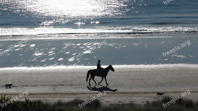 Horse Beach New Zealand Dogs Mount Maunganui