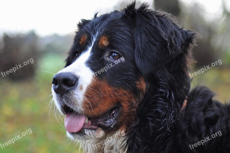 Dog Bernese Mountain Dog Big Dog Field Animal