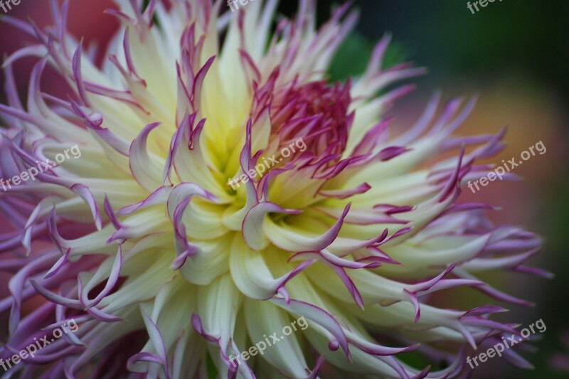 Dahlias Dahlia Garden Flower Blossom Bloom