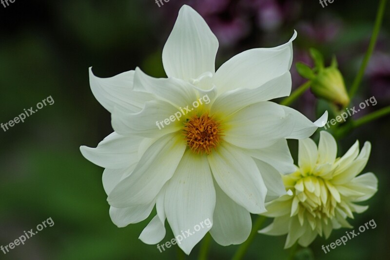 Dahlias Dahlia Garden Flower Blossom Bloom