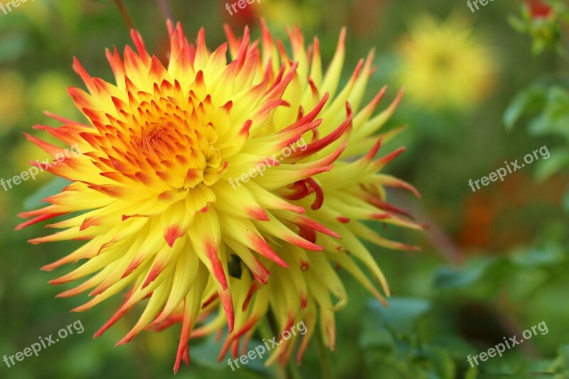 Dahlia Dahlias Dahlia Garden Flower Blossom