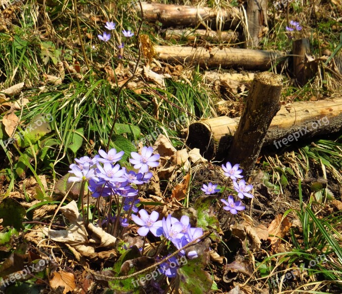 Hepatica Flower Forest Spring Nature