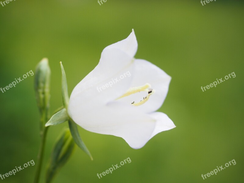 Balloon Flower Blossom Bloom White Flower