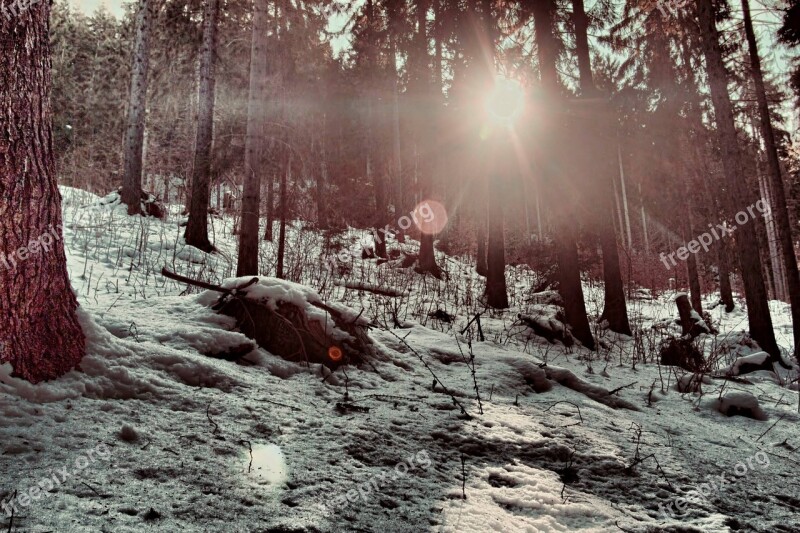 Forest Winter Nature Slovakia Trees