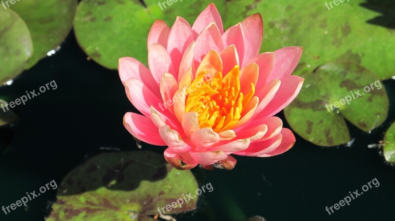 Waterlily Lotus Blossom Pond Plant Free Photos