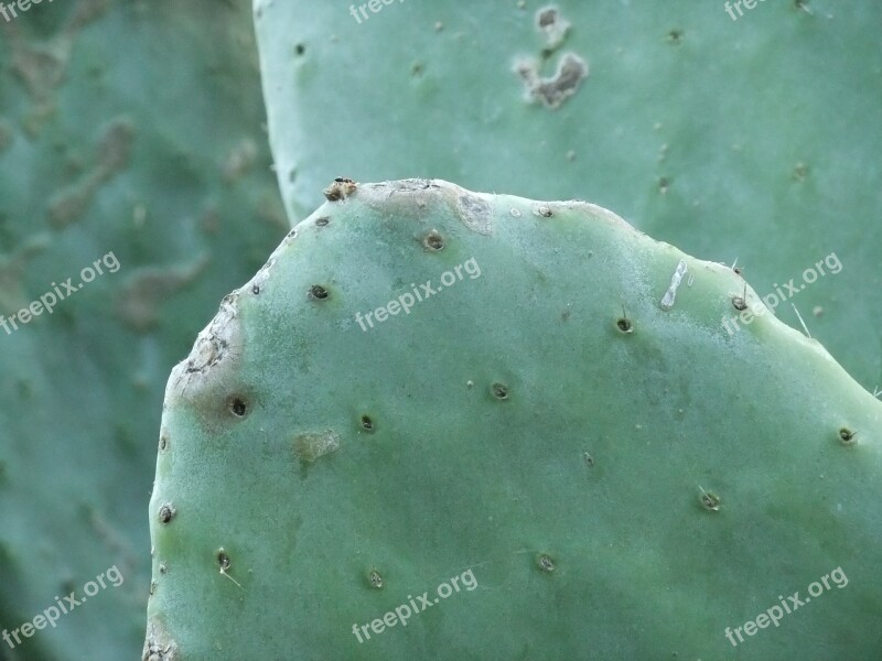 Cactus Plant Cacti Botanical Succulent